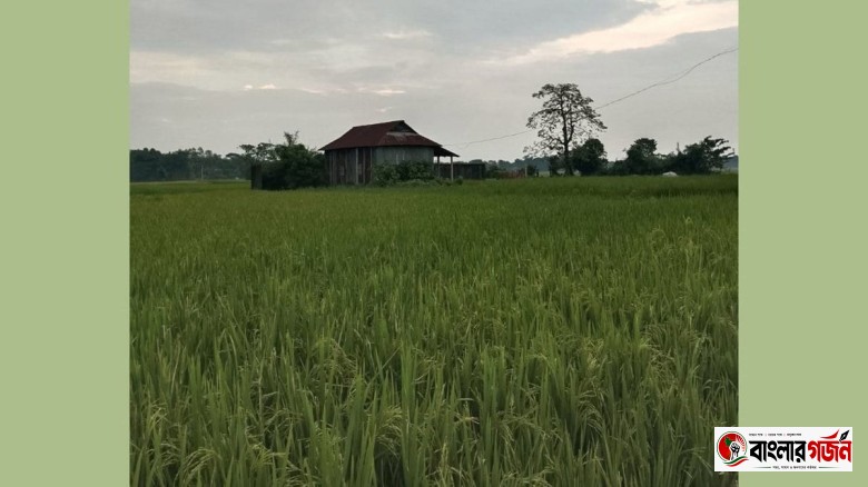 মোহনগঞ্জে আমন ধানে ফিরেছে প্রাণ, কৃষকের মুখে হাসি